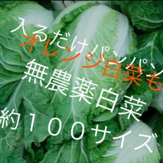 農家直送白菜約１００サイズ入るだけ送料無料激安(野菜)