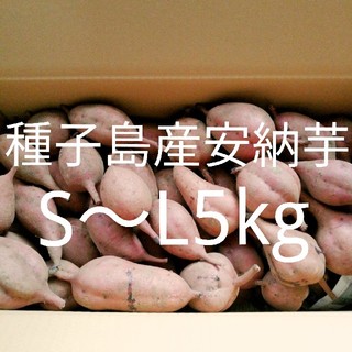 種子島産安納芋5キロ(野菜)