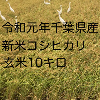 コシヒカリ玄米10キロ(米/穀物)