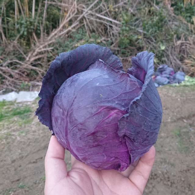 ポンカン様専用 食品/飲料/酒の食品(野菜)の商品写真