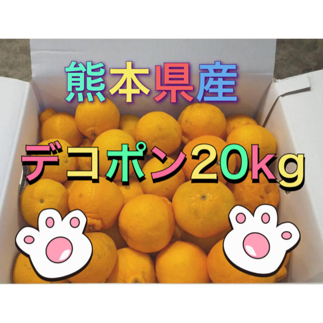 熊本県産デコポン20kg