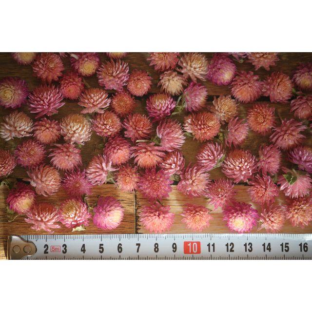千日紅 ヘッド ピンク ２００個 ハンドメイドのフラワー/ガーデン(ドライフラワー)の商品写真