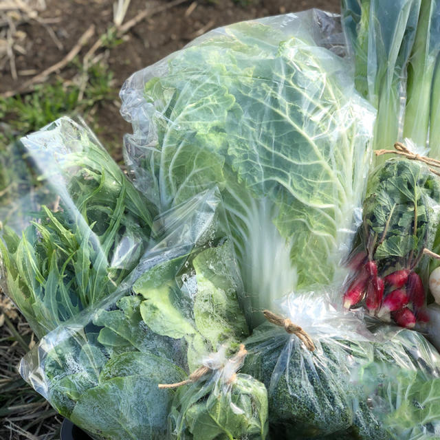 鹿児島で育った有機野菜詰め合わせ　120サイズ 食品/飲料/酒の食品(野菜)の商品写真