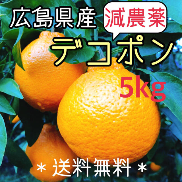 減農薬  デコポン 5キロ ノーワックス　広島県産 大崎上島 瀬戸内　数量限定 食品/飲料/酒の食品(フルーツ)の商品写真