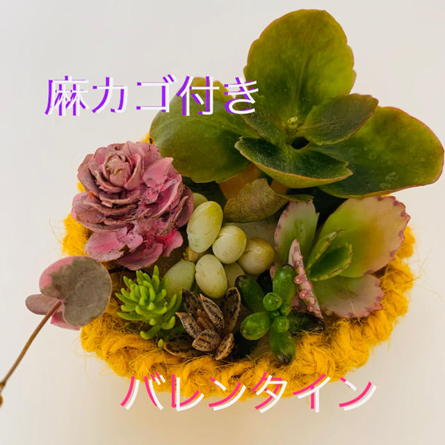 多肉植物　カット苗　★バレンタイン ハンドメイドのフラワー/ガーデン(その他)の商品写真