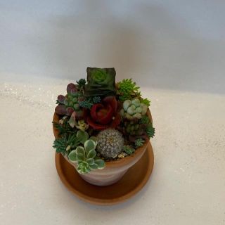 多肉植物寄せ植え🌸初出品価格❣️(その他)