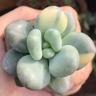 達磨艶プレミアム桃原郷 多肉植物 パキフィツム