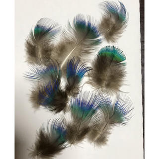 孔雀の羽根　🦚🦚綺麗な発色10枚🦚🦚(各種パーツ)