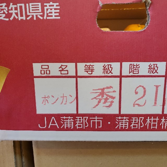 値下げ中!!　他にはない美味しさがこれにはある!!　蒲郡産「ぽんかん」2Lサイズ 食品/飲料/酒の食品(フルーツ)の商品写真