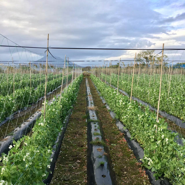 鹿児島産甘スナップエンドウ箱込み500g^_^ 食品/飲料/酒の食品(野菜)の商品写真