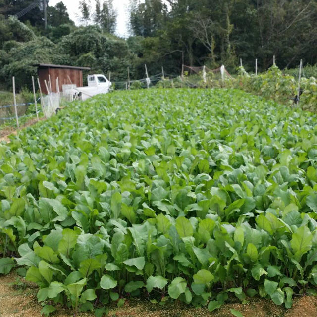 赤かぶ漬 120g×4袋 食品/飲料/酒の加工食品(漬物)の商品写真