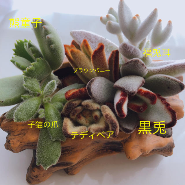 多肉植物モフモフ・アニマルセット ハンドメイドのフラワー/ガーデン(その他)の商品写真