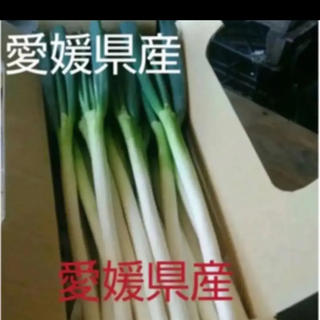 白ネギ　3キロ　野菜詰め合わせ(野菜)
