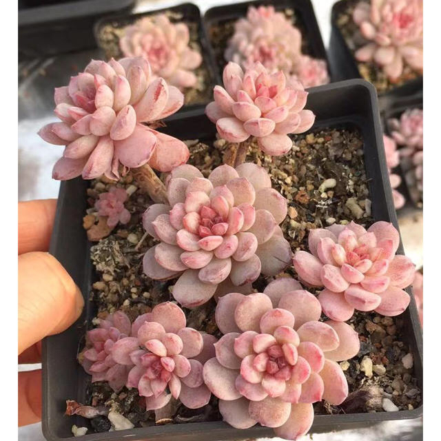 Echeveria 'Vincent Catto' ✖︎ラウイ　多肉植物 2