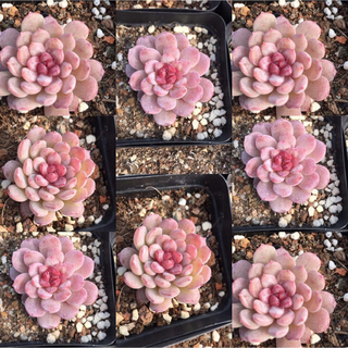 Echeveria 'Vincent Catto' ✖︎ラウイ　多肉植物