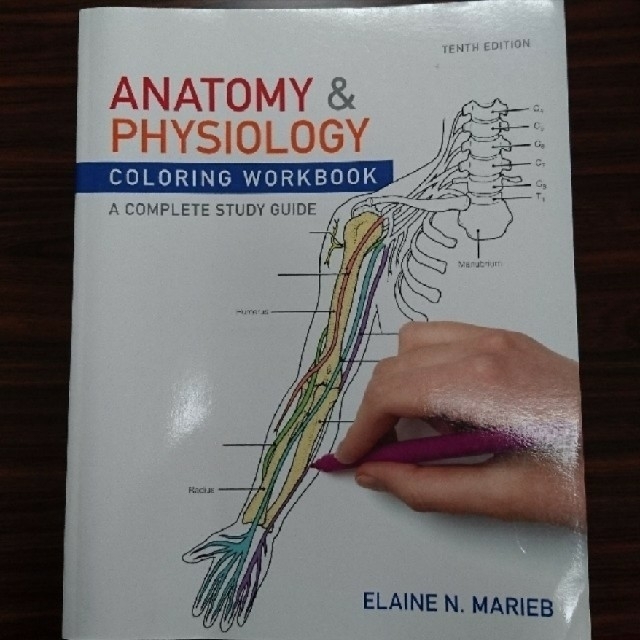 workbook　anatomyphysiology　coloring　健康/医学