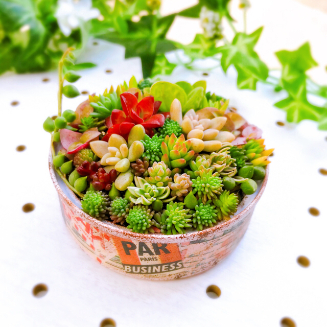 ★★モリモリ❤️リメイク缶★寄せ植え★このまま飾れます★多肉植物 1
