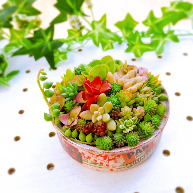 ★★モリモリ❤️リメイク缶★寄せ植え★このまま飾れます★多肉植物 2