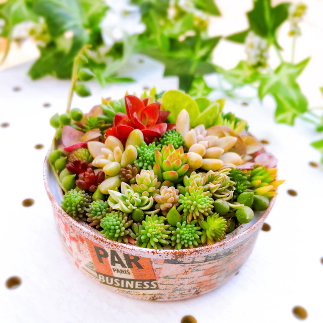 ★★モリモリ❤️リメイク缶★寄せ植え★このまま飾れます★多肉植物 3