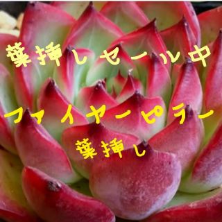 葉挿しセール❤ファイヤーピラー 3枚❤多肉植物❤エケベリア(その他)