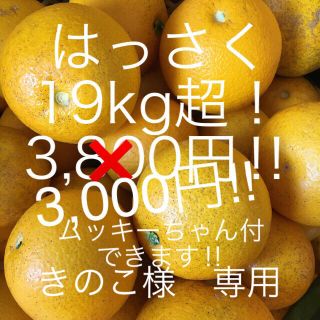 はっさく　19kg超　ご家庭用(フルーツ)