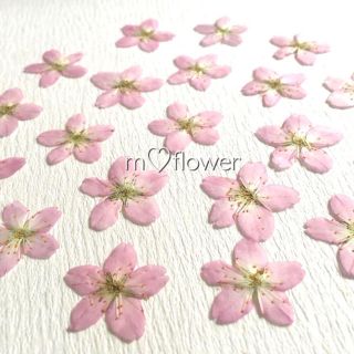 【楓吹様専用】春が来た♡桜の押し花素材(ドライフラワー)