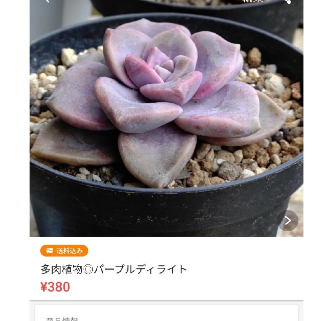 【おまとめ】多肉植物◎パールフォンニュルンベルグ ハンドメイドのフラワー/ガーデン(その他)の商品写真