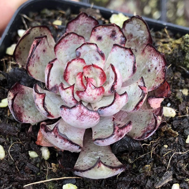 多肉植物その他