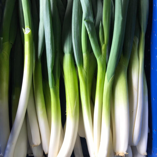 大橋農園 のどかネギ 根・土付き無線別 約３kg 食品/飲料/酒の食品(野菜)の商品写真