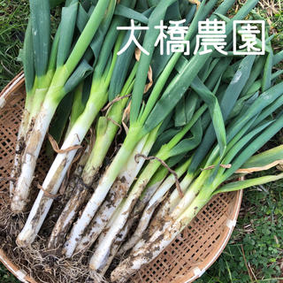 大橋農園 のどかネギ 根・土付き無線別 約３kg(野菜)