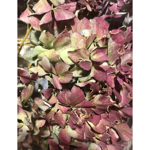 2019紫陽花　ボルドー色　ドライフラワー ハンドメイドのフラワー/ガーデン(ドライフラワー)の商品写真