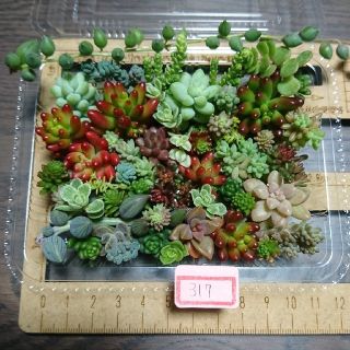 多肉植物 カット苗 317(その他)