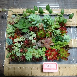 多肉植物 カット苗 318(その他)