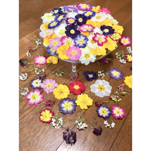 お花屋さんが作った春色プリムラと大人色アリッサムのお詰め合わせ山盛り70冠‼️ ハンドメイドのフラワー/ガーデン(ドライフラワー)の商品写真