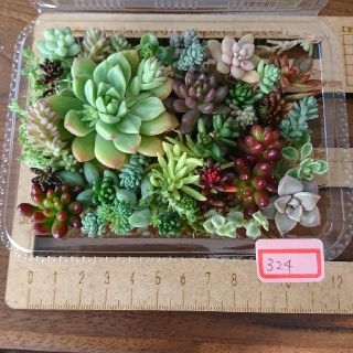 多肉植物 カット苗 324(その他)