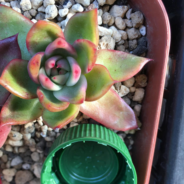 売れ筋がひ! 多肉植物 抜き苗 *°♡ 相府蓮 その他 - rachaelemmily.com