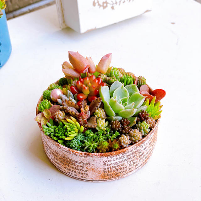 可愛い❤️ブリキ缶☆寄せ植え☆このまま飾れます☆多肉植物の 可愛い❤️ブリキ缶☆寄せ植え☆このまま飾れます☆多肉植物の