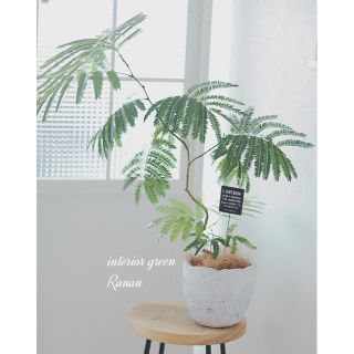 ꫛꫀꪝ✧‧˚エバーフレッシュ❁⃘*.ﾟ観葉植物❁⃘*.ﾟインテリアグリーン(プランター)