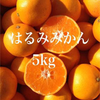 はるみみかん 5kg (箱込み)(フルーツ)