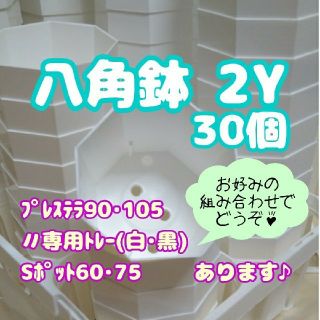 八角鉢 カネヤ 【2Y】30個 多肉植物(プランター)