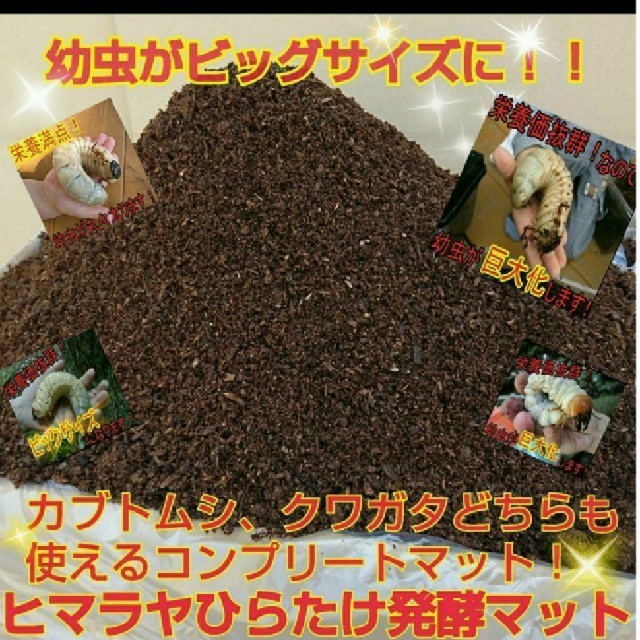 幼虫が巨大化する栄養価抜群のヒマラヤひらたけ菌床発酵カブトムシ 幼虫が巨大化する栄養価抜群のヒマラヤひらたけ菌床発酵カブトムシ