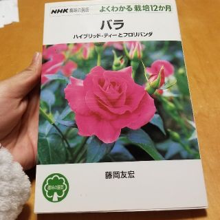 sale‼️　バラ ハイブリッド・ティ－とフロリバンダ(趣味/スポーツ/実用)