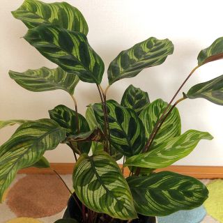 観葉植物　カラテア　マコヤナ③(その他)