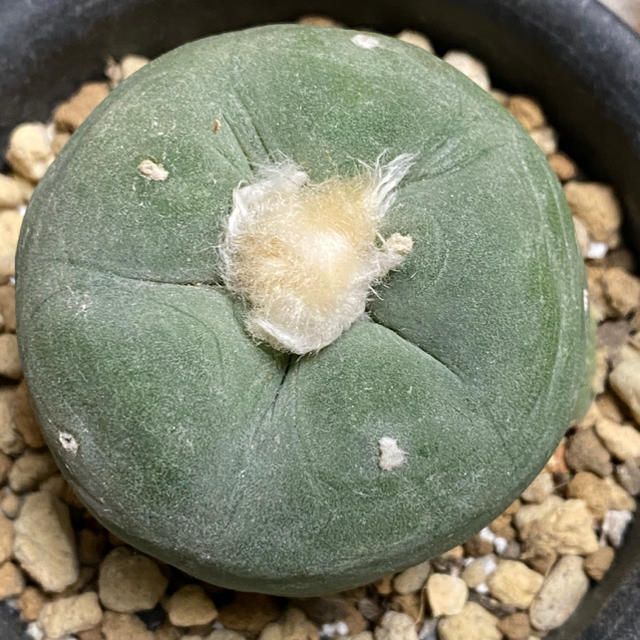多肉植物 サボテン ロホホラ デフーサ 実生の通販 By ゆうじ S Shop ラクマ 多肉植物 サボテン ロホホラ デフーサ 実生の通販 By ゆうじ S Shop ラクマ