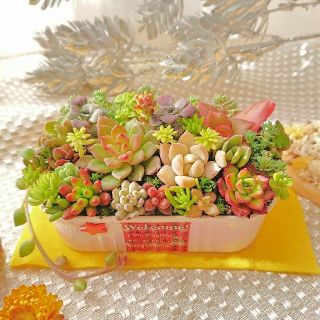 多肉植物 贅沢寄せ植え babyピンク×welcomeラベル すぐ飾れる◎(その他)