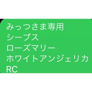 みっつさま専用 シーブス ローズマリー ホワイトアンジェリカ　RC(エッセンシャルオイル（精油）)