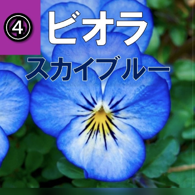 【パンジー、ビオラ】④スカイブルー　種子約12粒前後！ ハンドメイドのフラワー/ガーデン(その他)の商品写真