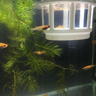 めだか　フードキーパー　2個　おまけ付(アクアリウム)