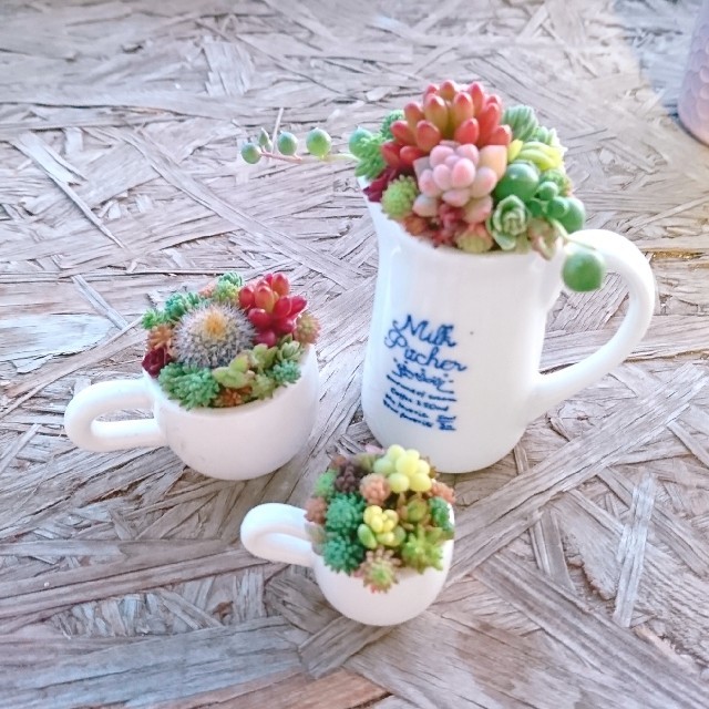 多肉植物  寄せ植え  即購入OK！ ハンドメイドのフラワー/ガーデン(その他)の商品写真