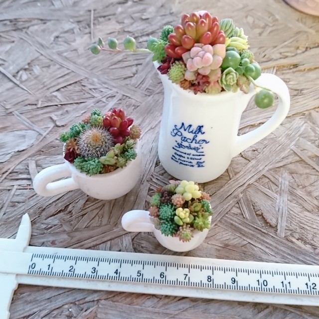 多肉植物  寄せ植え  即購入OK！ ハンドメイドのフラワー/ガーデン(その他)の商品写真